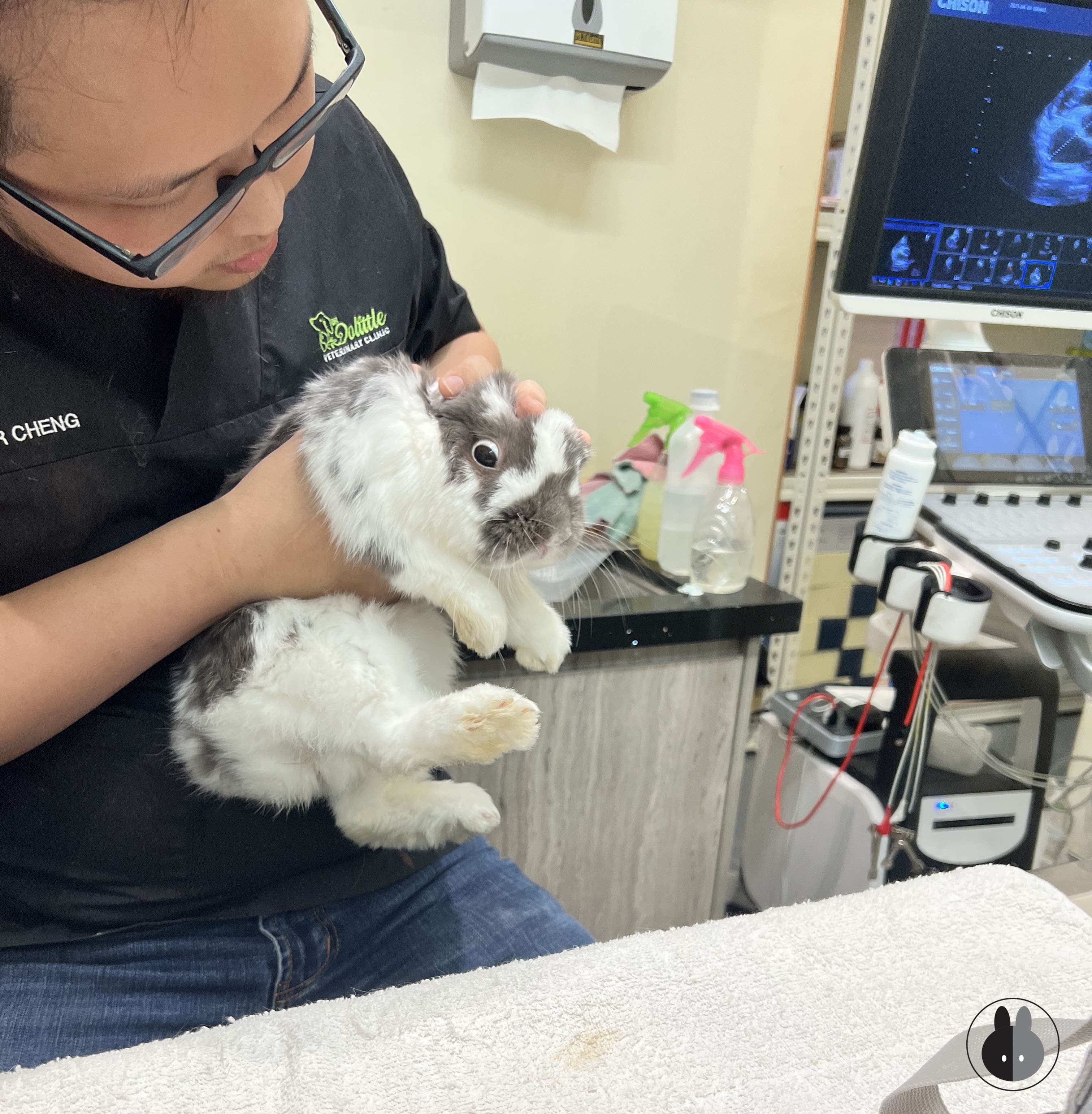 My rabbit getting a medical examination