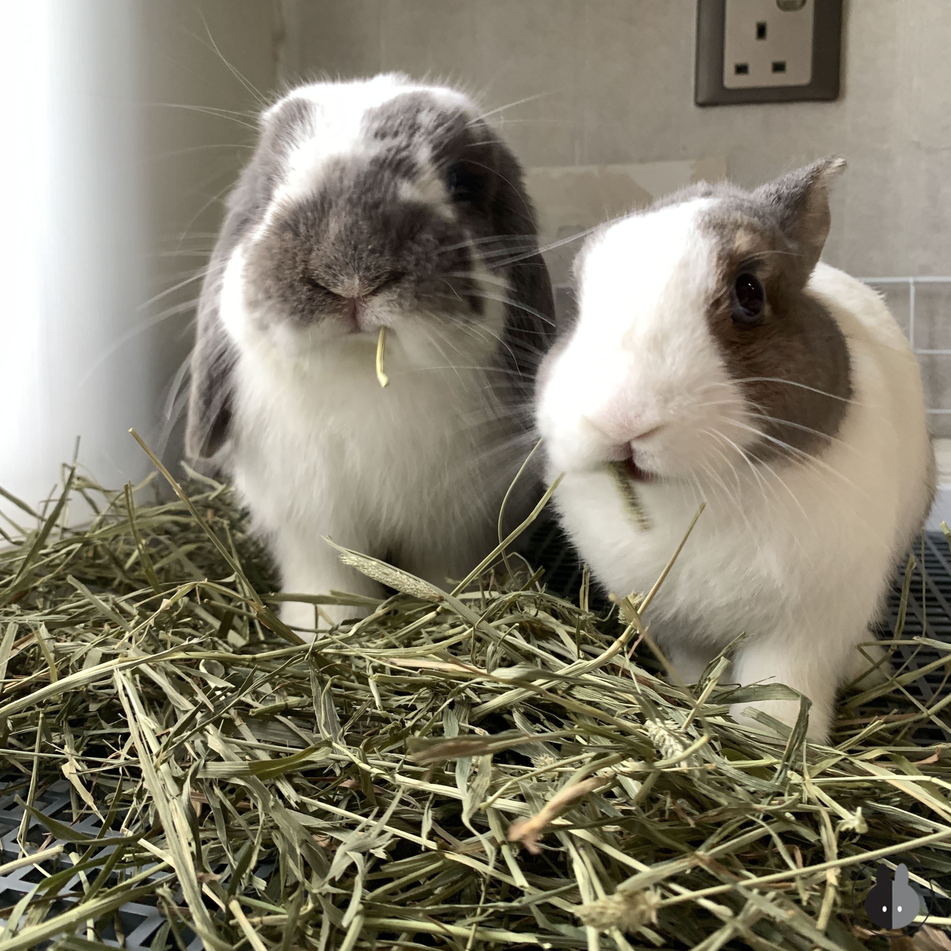 My bunnies - Dozy and Chewy munching on hay