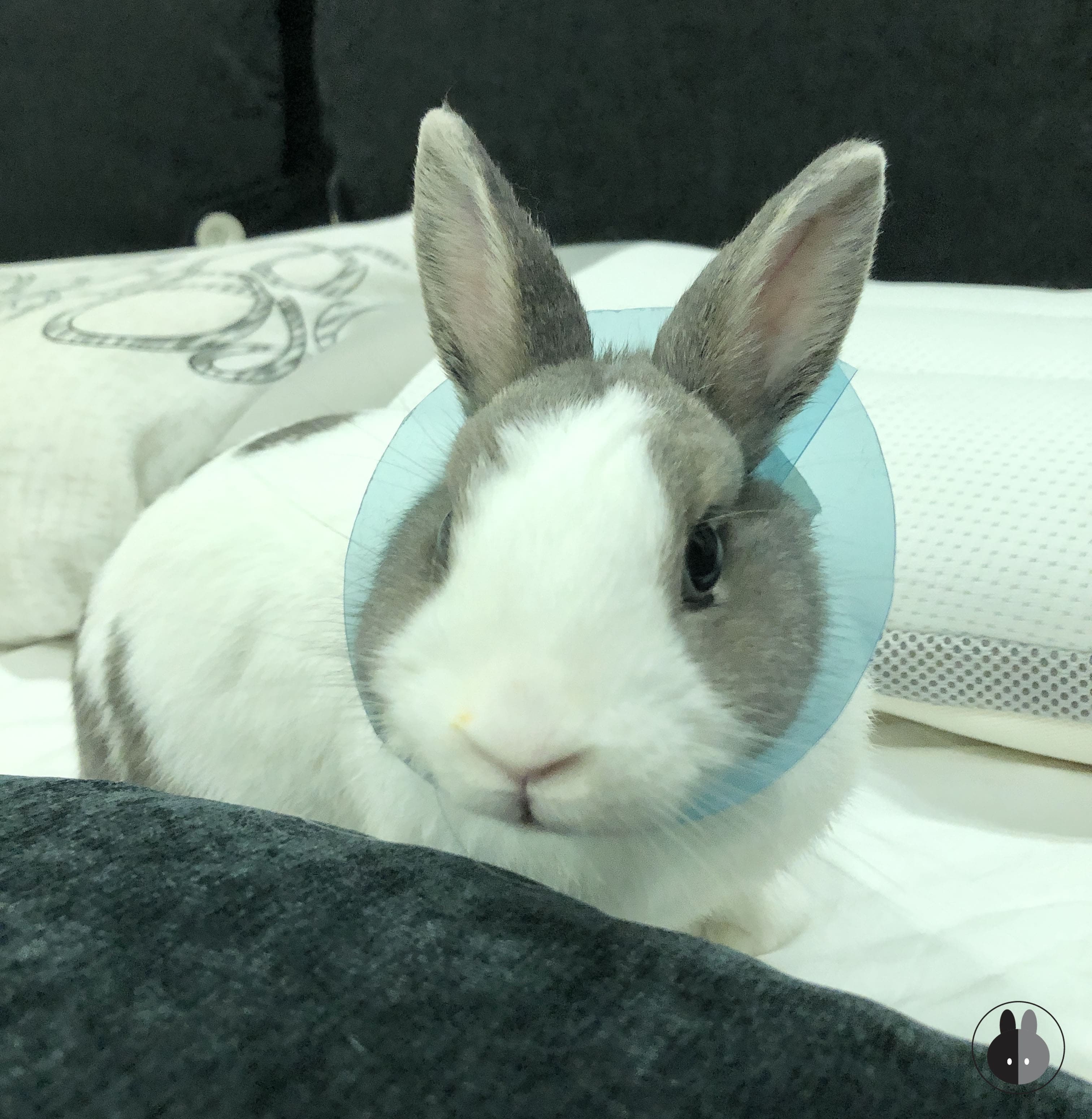 My rabbit wearing a plastic cone to prevent her from licking her stitches