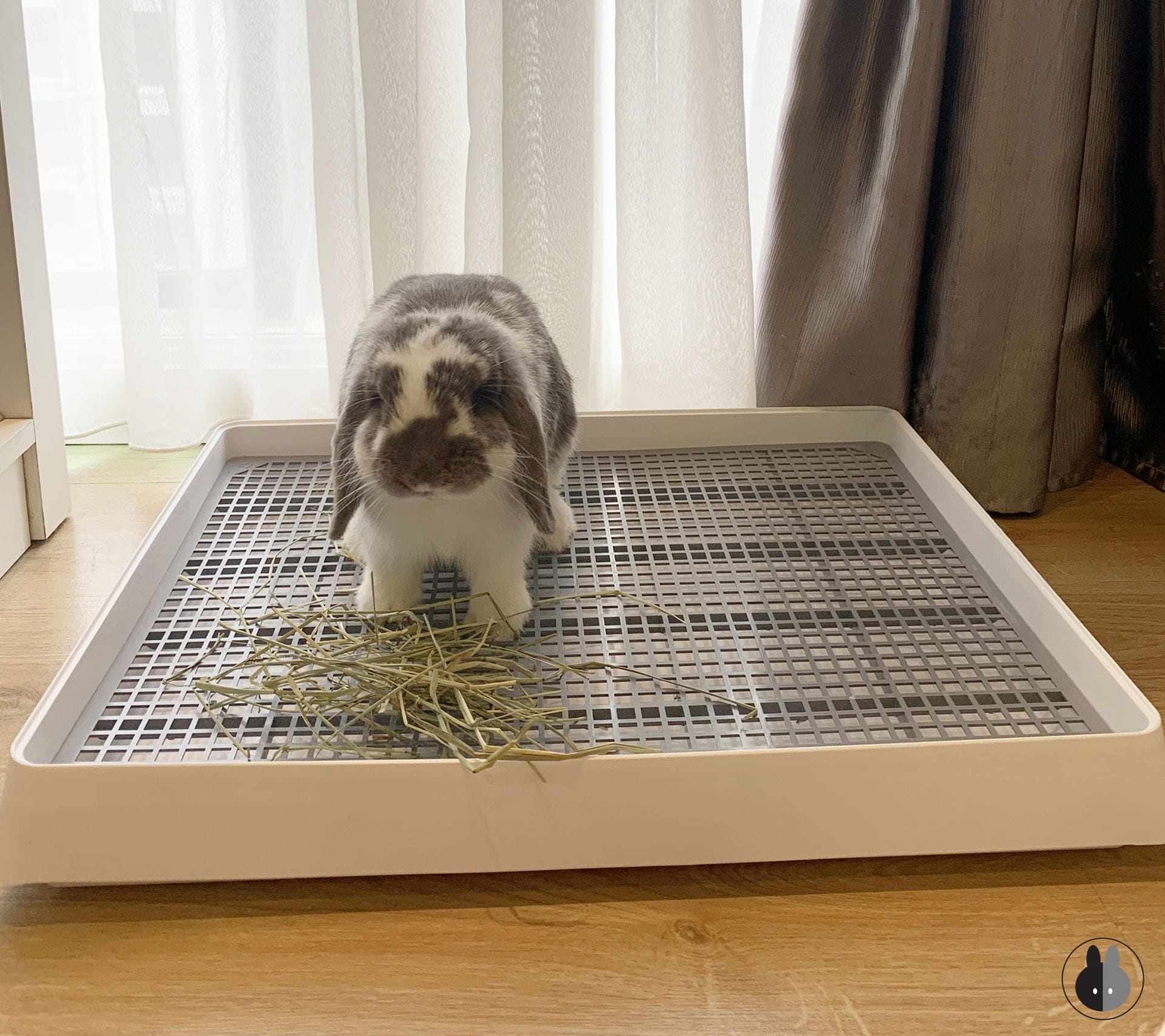 Our potty trained holland lop on a simple litter box