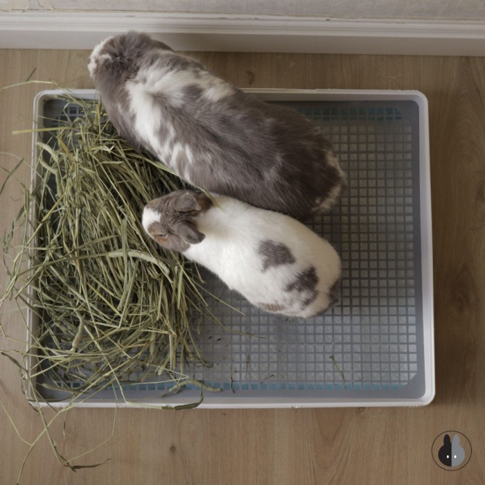 Rabbits with accessible hay on a litter box