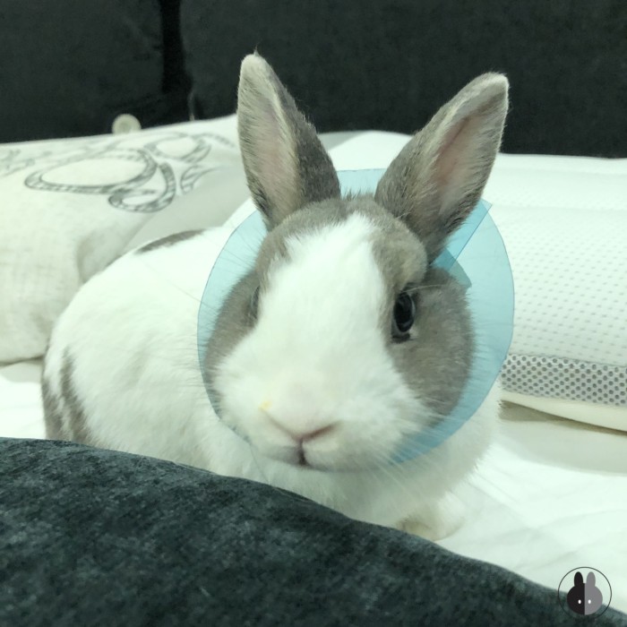 My rabbit wearing a plastic cone to prevent her from licking her stitches